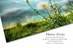 Dandelion Photography Print: Colorado Plains Botanical Stormy Nature Photo
