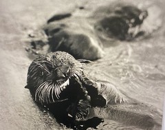 Tom Weber’s Cannery Row Sea Otter Photography.