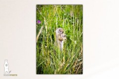 Ground Squirrel – Wildlife Fine Art Photography Prints