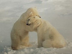 Thomas Mangelsen «Bear Hug» Signed Limited Edition 1054/1500 Photograph Print