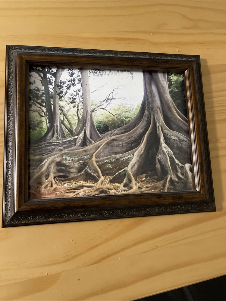 Framed 8×10” Photograph Of Hawaiian Jurassic Park Trees