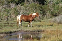 Assateague Island Nat’s Seashore Horse Photo 1, Pick One Image – Various Sizes