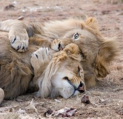Digital Image Picture Photo Pic Wallpaper Background Lion and Lioness Lovers 12