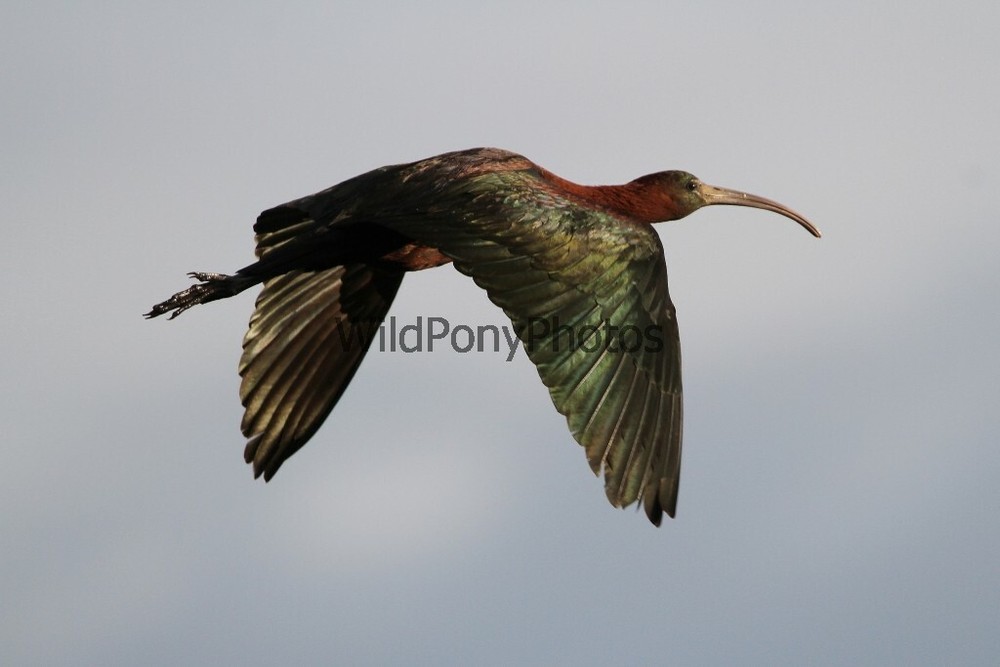 Glossy Ibis in Flight Photo – Various Sizes