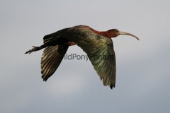 Glossy Ibis in Flight Photo – Various Sizes