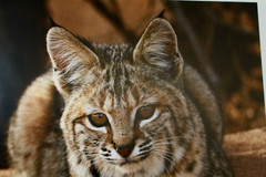 Bobcat «Spiritual Connection» 16″ x 20″ Mounted Wildlife Photo by Kim Barry