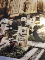 Andrew Mosedale Signed Cemetary Ballroom Photograph in Matte 12 x 9 FREE SHIP!!!