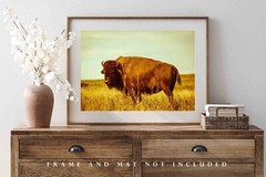 Bison Photography Print: Oklahoma Buffalo Tallgrass Prairie Western Photo