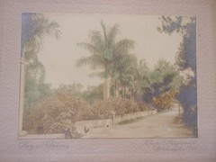 Original 6.5×4.5 Hand-Colored 1920 PHOTO: ROYAL PALMS, BERMUDA by Stuart Hayward