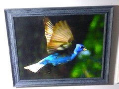 Magnificent Flying Bird Portraits. One Of A Kind Anywhere In The World.