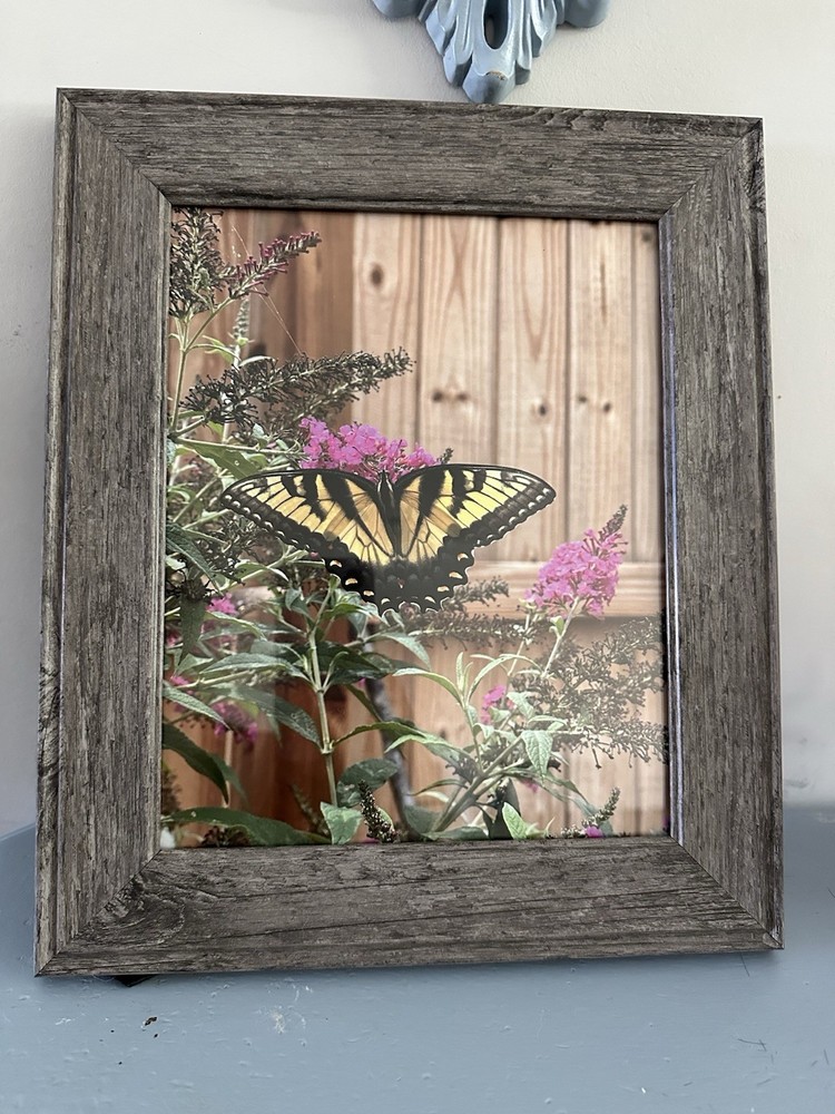 Art Photograph 8×10 Eastern Tiger Swallowtail Butterfly Artist Signed