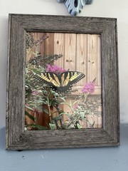 Art Photograph 8×10 Eastern Tiger Swallowtail Butterfly Artist Signed