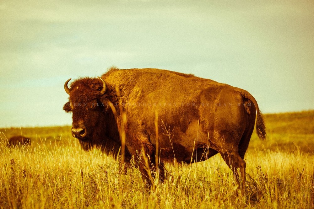 Bison Photography Print: Oklahoma Buffalo Tallgrass Prairie Western Photo