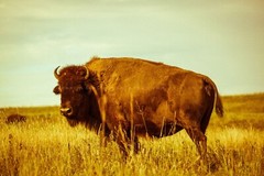 Bison Photography Print: Oklahoma Buffalo Tallgrass Prairie Western Photo