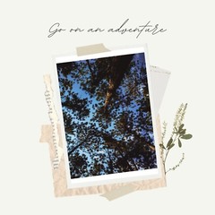 8 x 10 in Breathtaking Pine Tree Canopy and Blue Sky – Nature Photography Print