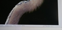 Great Blue Heron Print – Signed Proof Fine Art Wildlife Photography