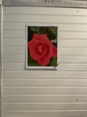 Garden Rose #5- landscape photograph 8.5×11