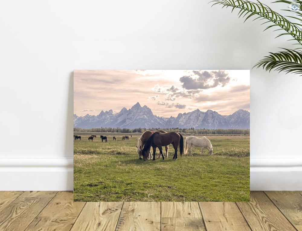 Wild Horses in the Grand Tetons Wyoming Mustang Photography
