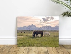 Wild Horses in the Grand Tetons Wyoming Mustang Photography