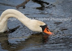 Original ACEO photo fine art print 2.5×3.5″ FORAGING SWAN white bird in water