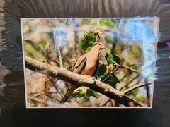 Matted Photography Mourning Dove Close Up, 8×10