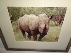 African Rhino Original Photograph, 16 x 13″ Custom Matted And Framed
