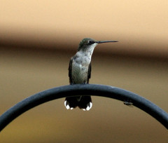 Hummingbird resting 8×10″ photograph print