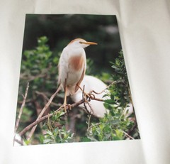 Beautiful Photograph of a Cattle Egret, Louisiana 8 x 10″ Signed, Some Damage