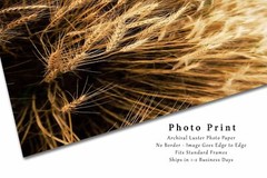 Golden Wheat Field Photography Print | Vertical Farm Picture | Oklahoma Wall Art