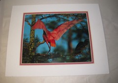 Beautiful Photograph Matted of a Roseate Spoon Bill, Louisiana, 7.5 x 10″