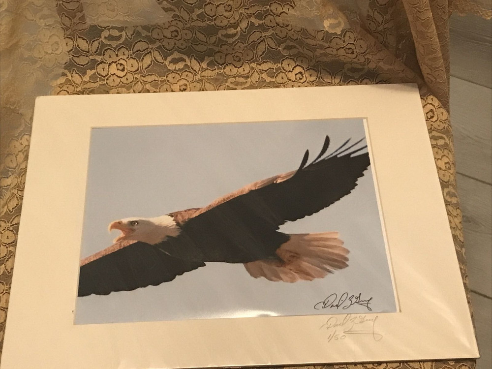 American Bald Eagle Soaring – Matted for 11″ x 14″ Signed David Z Guy 1/50_I395