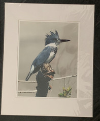 Bird Photographs NEW LARGE Set of 3 Signed Kingfisher Sparrow Tufted Titmouse??