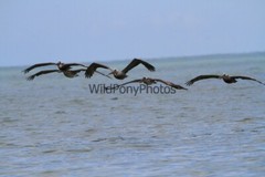 Brown Pelican Photo, Pick One Image – Various Sizes