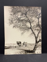 Large Signed Black & White Photo Print 1952 Egypt Man & Cows