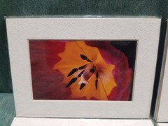 New Lot of 4 Matted 5×7 Photo Fine Art Print Floral flower Tulip White Red