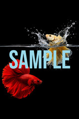 Beta Fish Digital Download Art Photo Image Wallpaper Background Printable