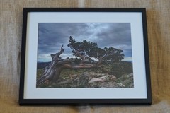 Fine Art Photography, Framed Color Print, 16.75″x20.75″, Bristlecone Pine