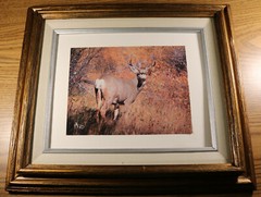 Abi Garaman Framed Photo Lot of 4 – Wildlife Antelope Moose Elk Jackson Hole WY