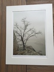 BRUCE BLUM SIGNED SEPIA Photo Print (19″X 24 «)-«Tree on Ledge»