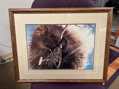 Breakfast in the Willows Porcupine Thomas Mangelsen Original Photo Grand Teton