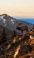 Elk Mountain Sunset Wildlife Landscape Color Portrait Digital Photograph