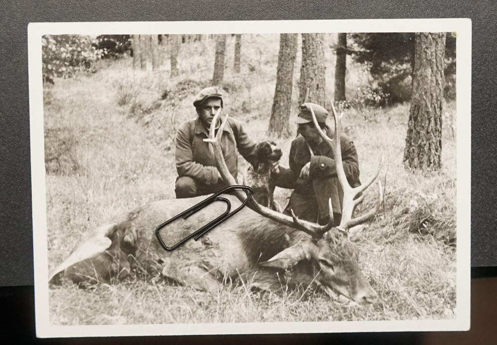 Photo portrait GDR hunting dog pet red deer post mortem Prenzlau hunter antlers