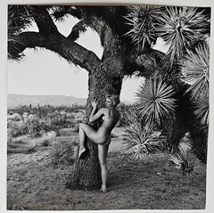 Andre De Dienes Nude Woman & Joshua Tree Photo Silver Gelatin Print 1960, COA