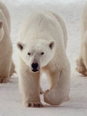 James T Jones Signed Polar Bears Photo, Matted