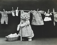 cat kitten kitty art print Harry Whittier Frees 8×10 vintage photo picture #7