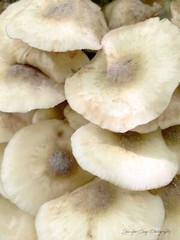 Mushroom Bouquet – Home Decor, Wall Art, Bar Art, Bathroom Bedroom Photography