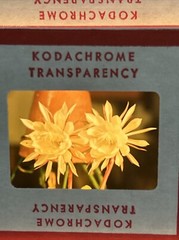 Kodachrome Red Border Lot Of 40 1950’s Still Life Flowers 35mm Color Slides B