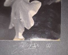 Original Signed Photos on Board Lot of 4 11 x 14 Black White Board Various