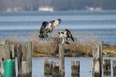 Osprey Photo, Pick One Image – Various Sizes