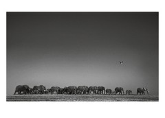 THE FAMILY ALBUM OF WILD AFRICA BY LAURENT BAHEUX CE EDITION + SIGNED PRINT RARE